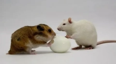 Podgana in hrček: kdo je bolje izbrati, pluse in slabosti glodalcev